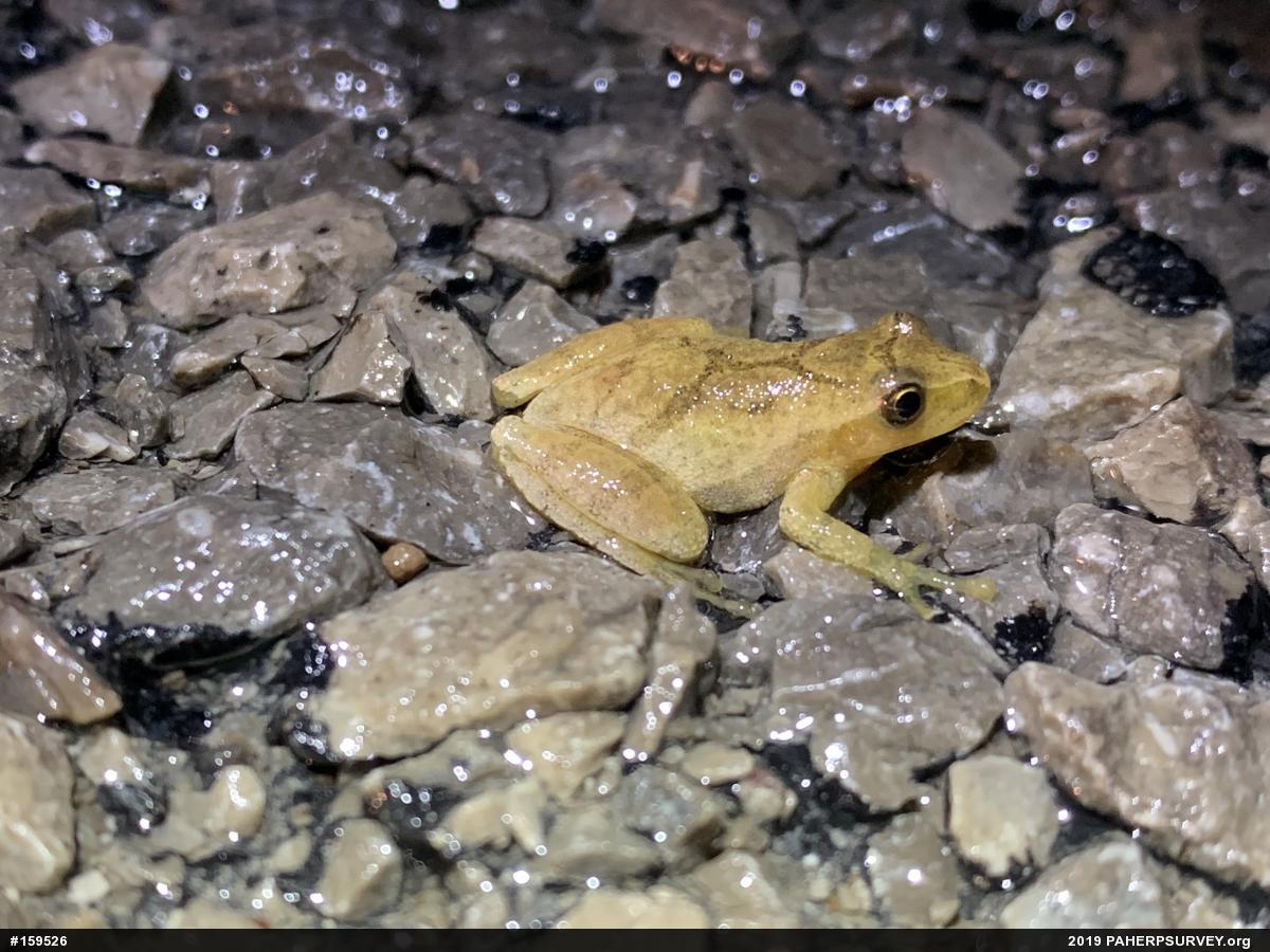 Spring Peeper