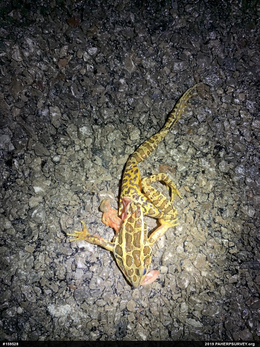 Pickerel Frog