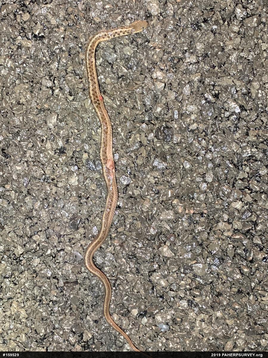 Eastern Gartersnake
