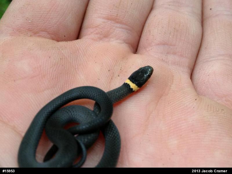 Northern Ring-necked Snake
