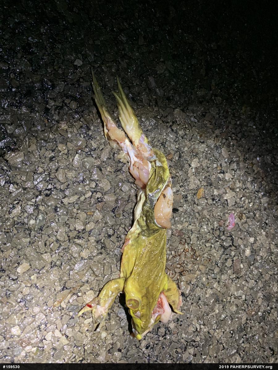 American Bullfrog