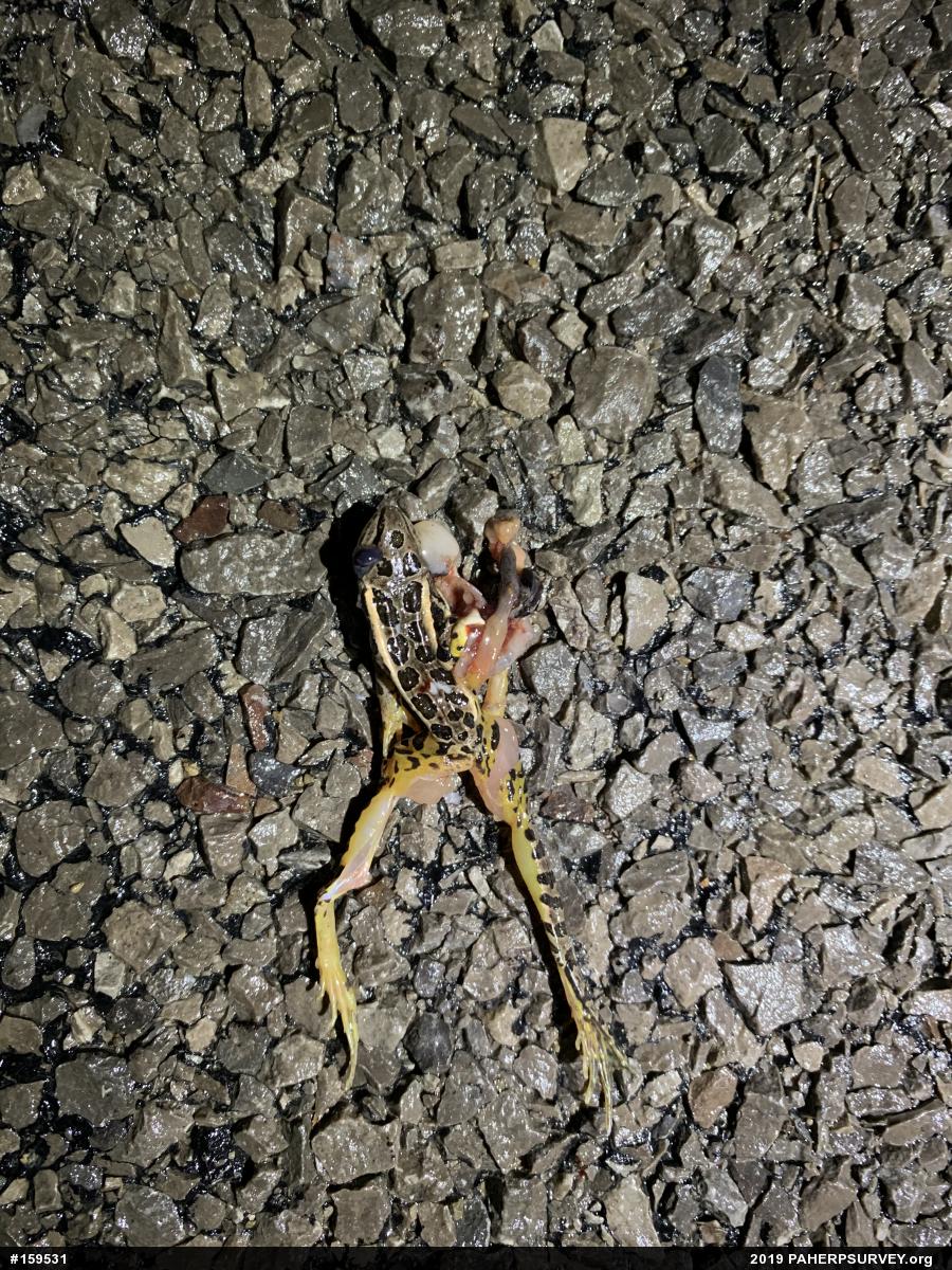 Pickerel Frog