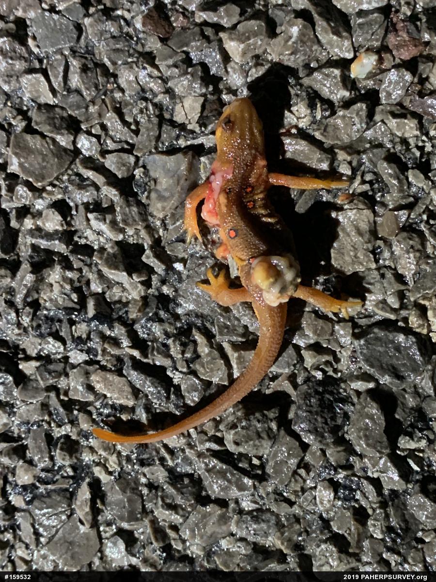 Red-spotted Newt