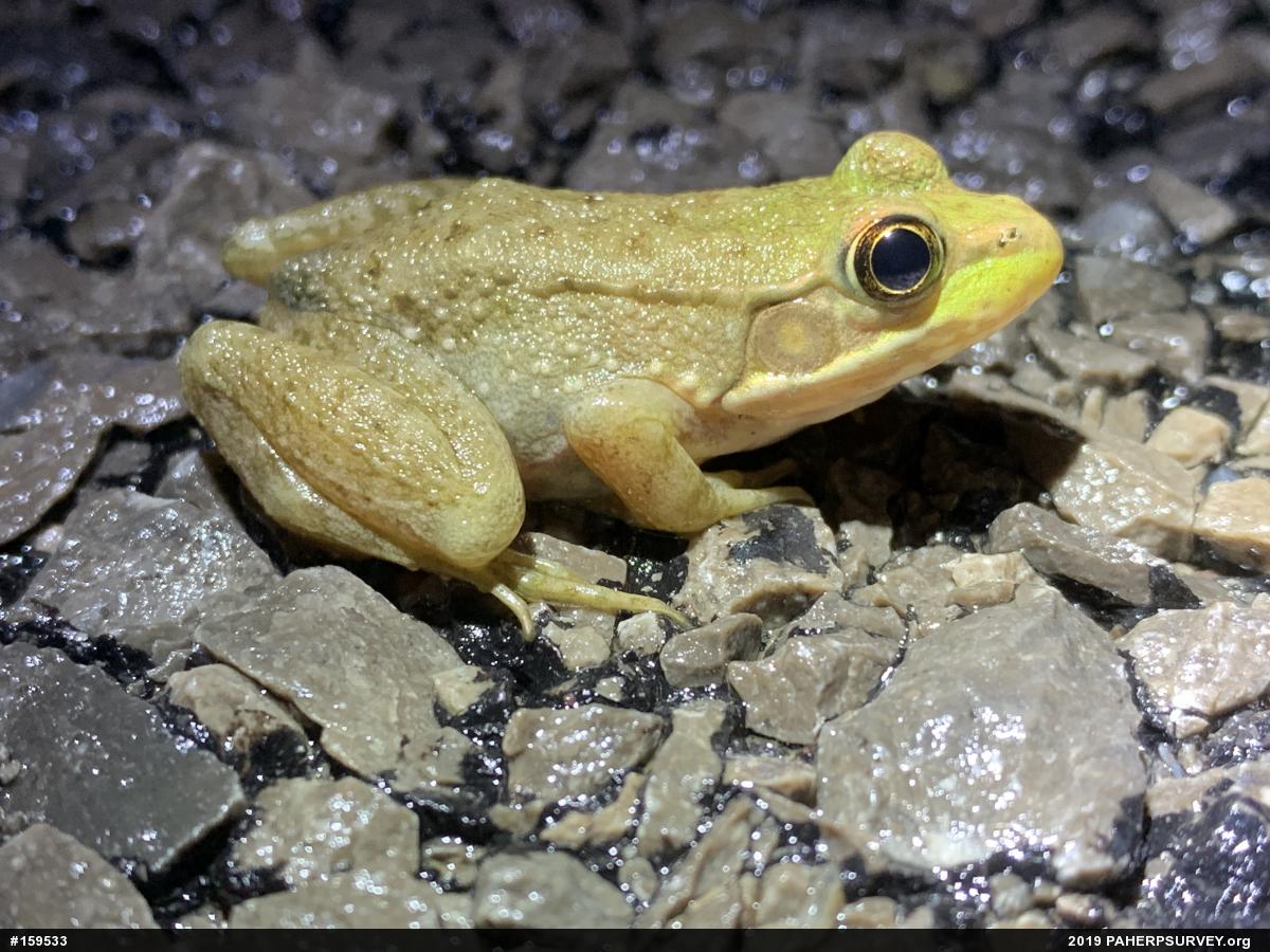 Green Frog