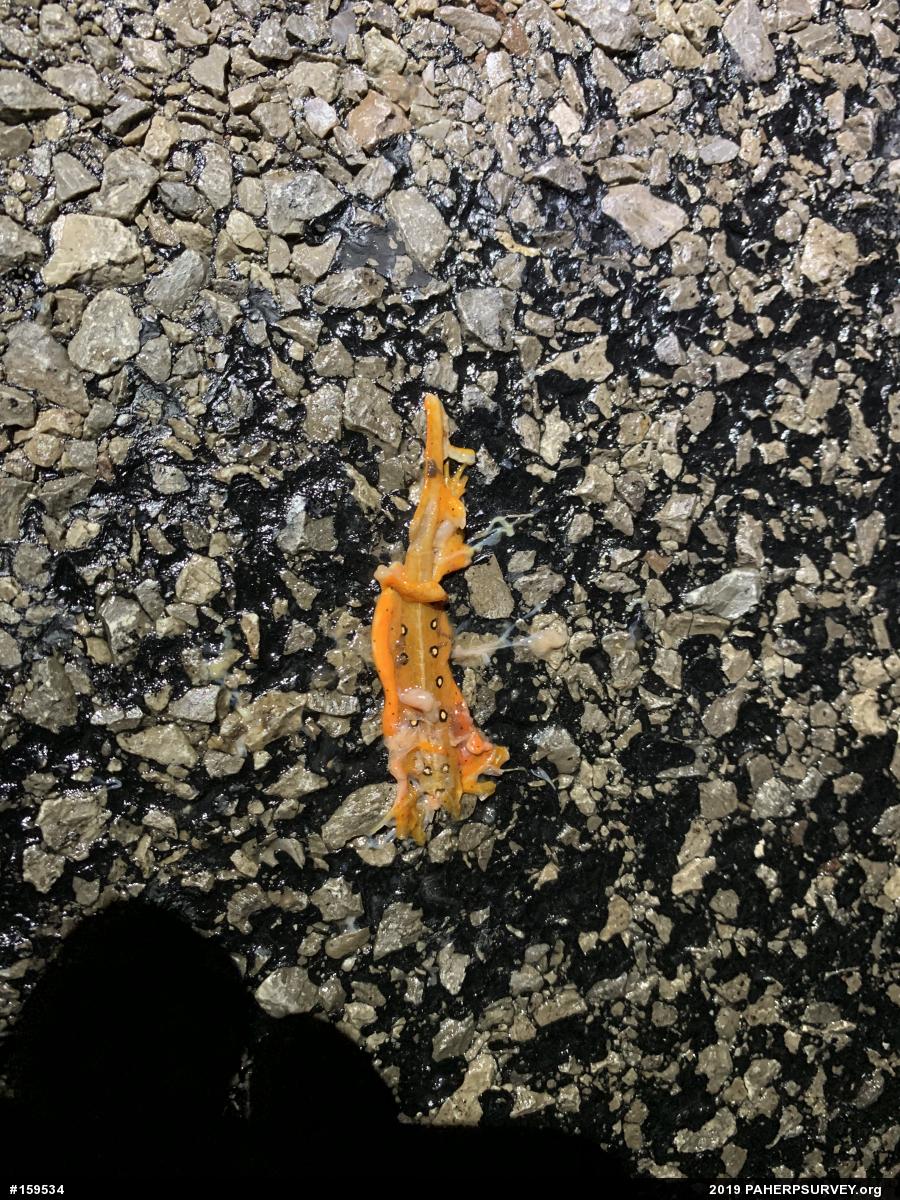 Red-spotted Newt