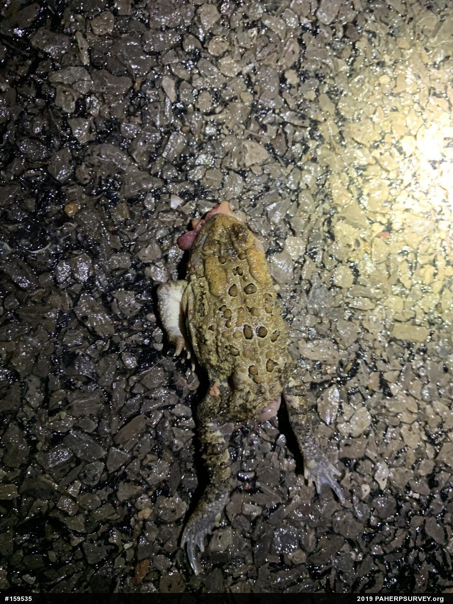 Eastern American Toad