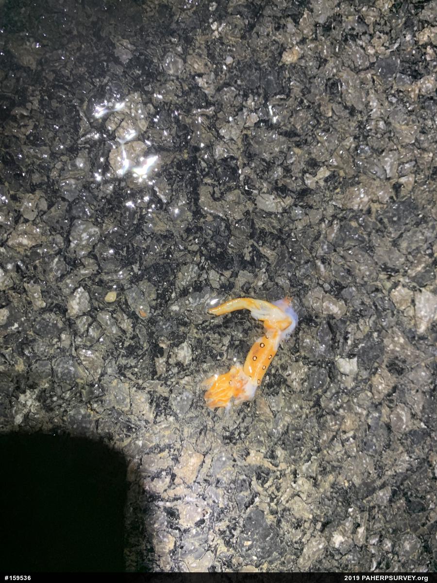 Red-spotted Newt