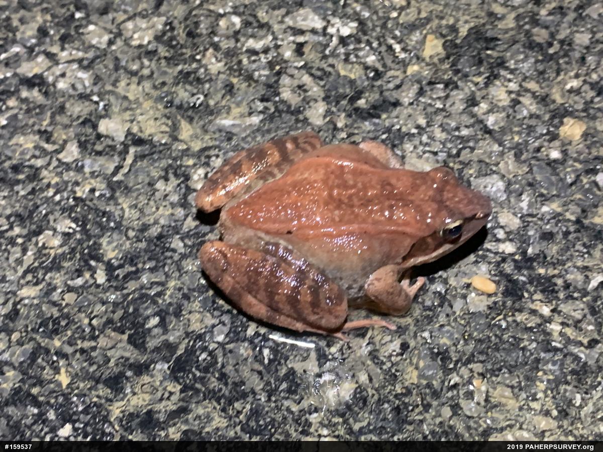 Wood Frog