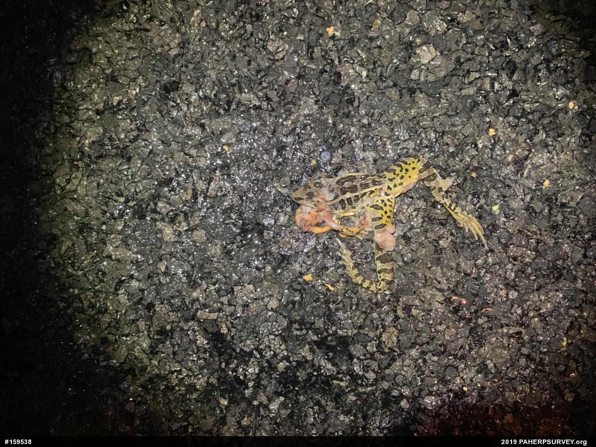 Pickerel Frog