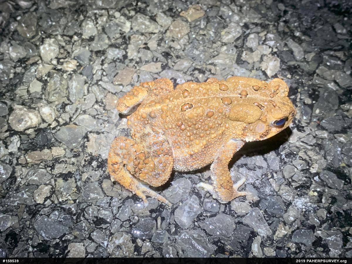 Eastern American Toad