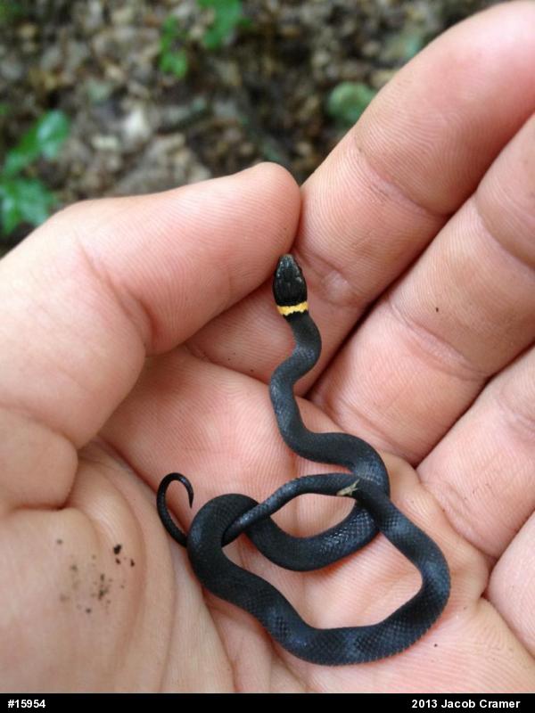 Northern Ring-necked Snake