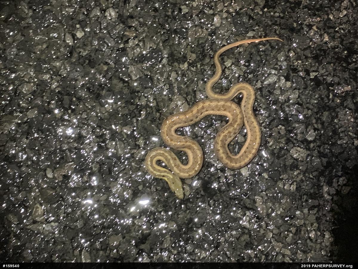 Eastern Gartersnake