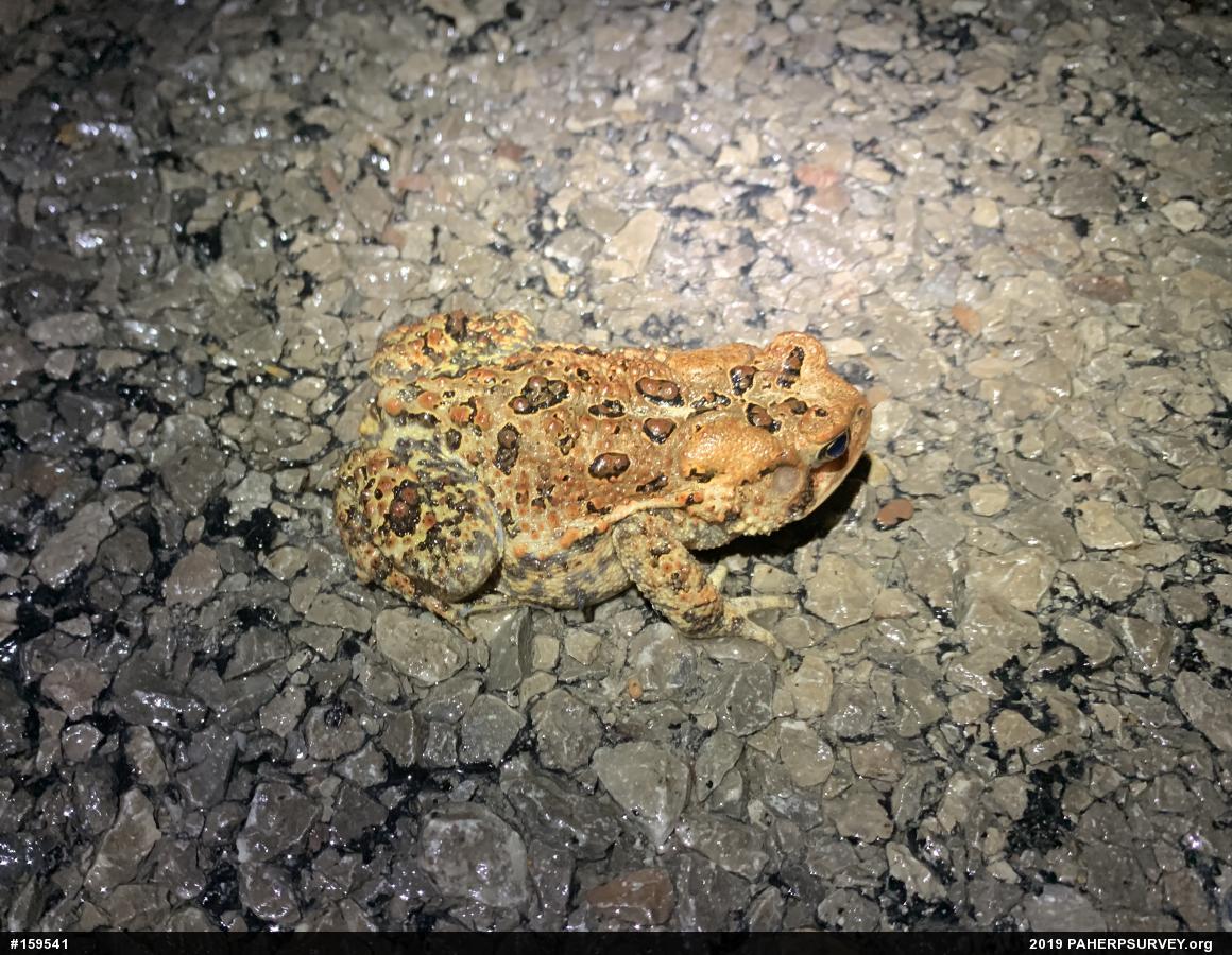 Eastern American Toad