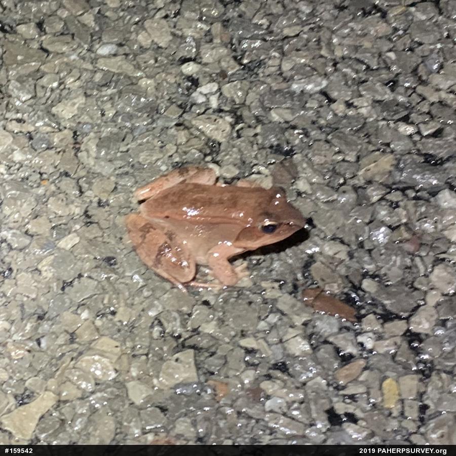 Wood Frog