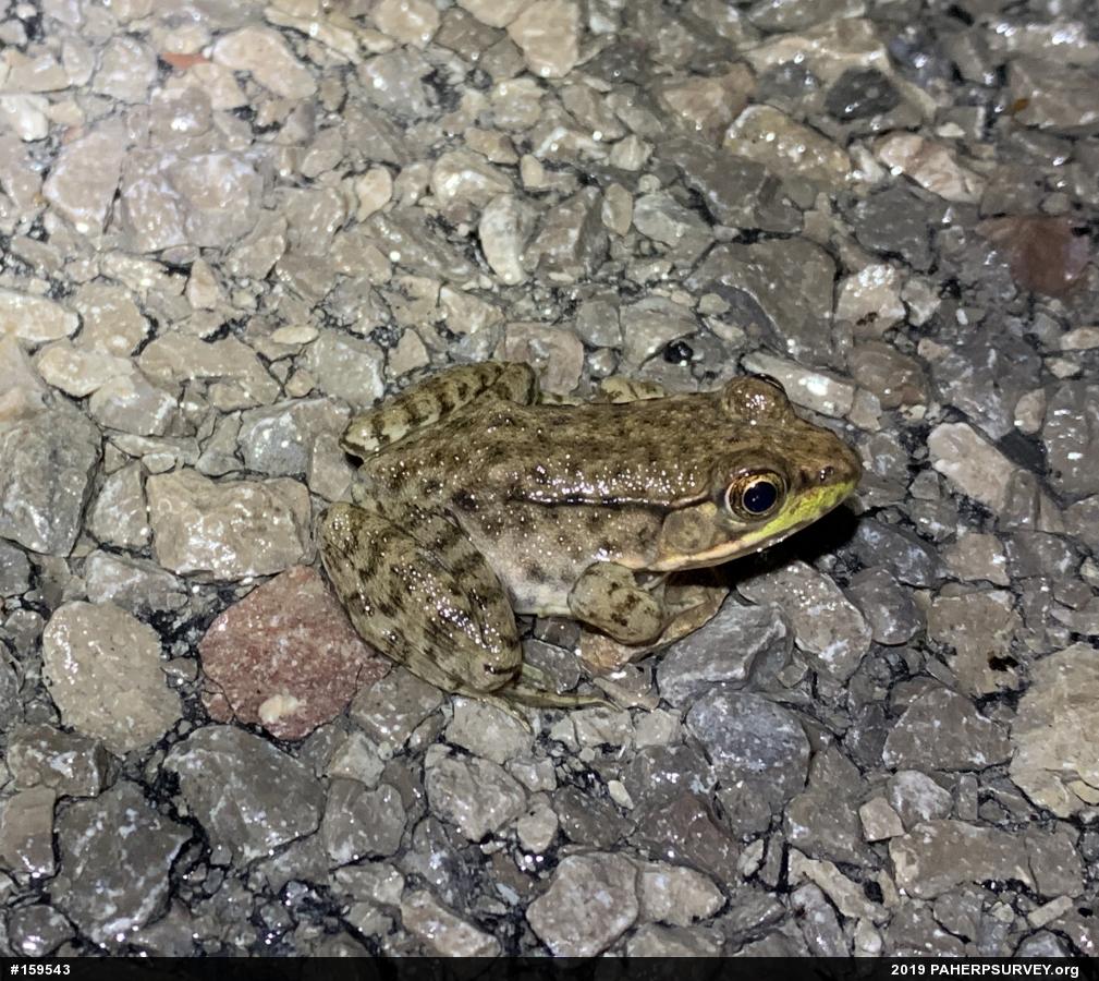 Green Frog