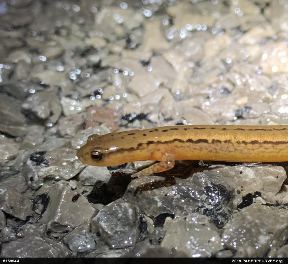 Northern Two-lined Salamander