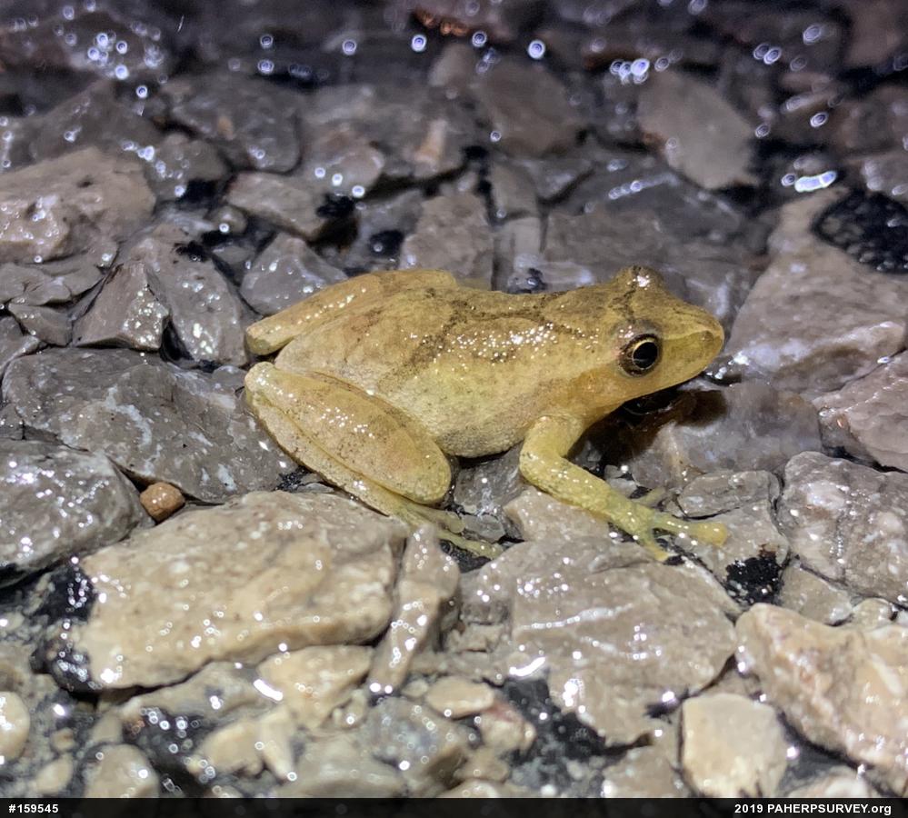 Spring Peeper