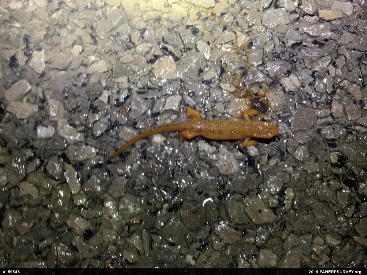 Red-spotted Newt