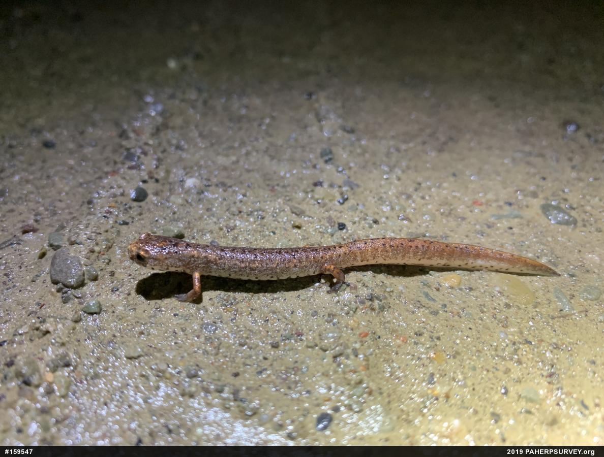 Four-toed Salamander