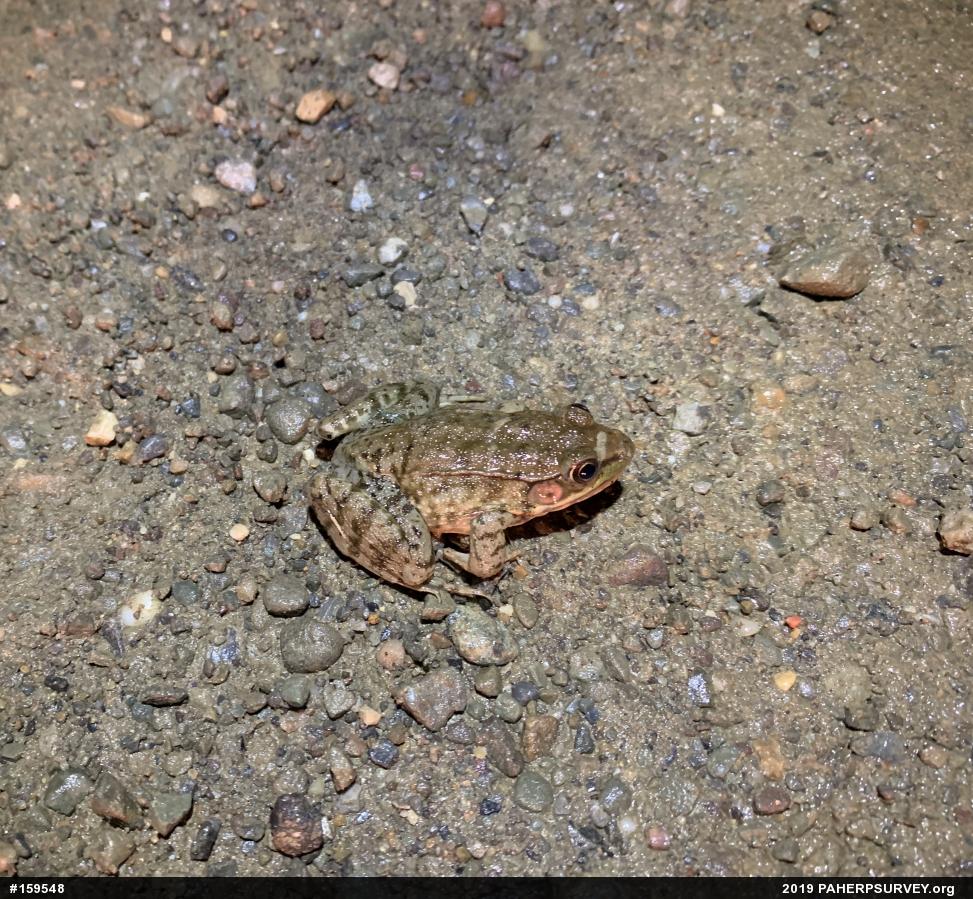 Green Frog
