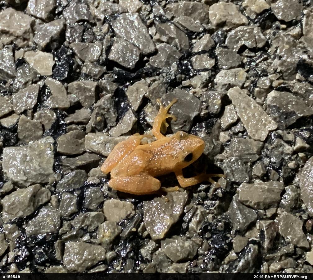 Spring Peeper