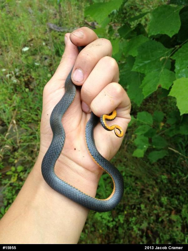 Northern Ring-necked Snake