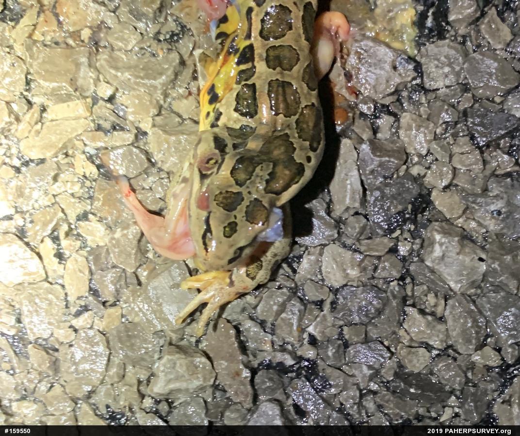 Pickerel Frog