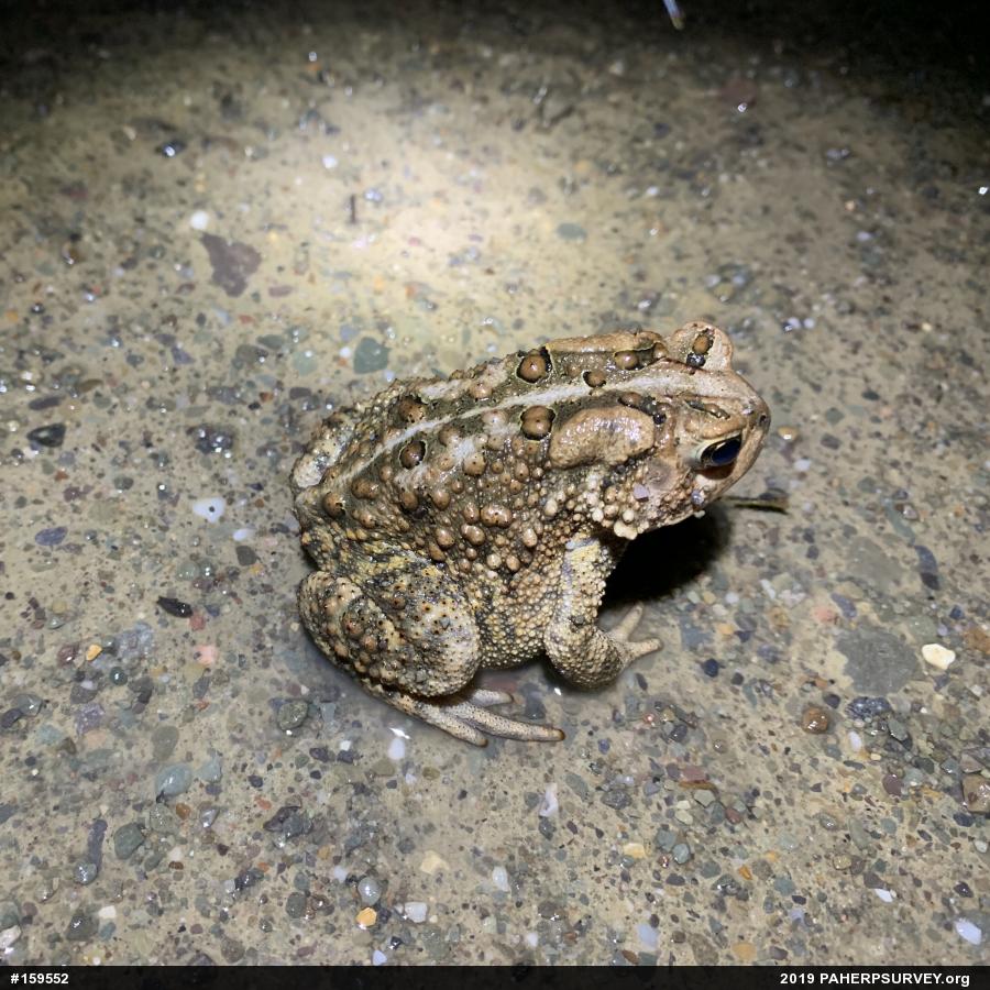 Eastern American Toad