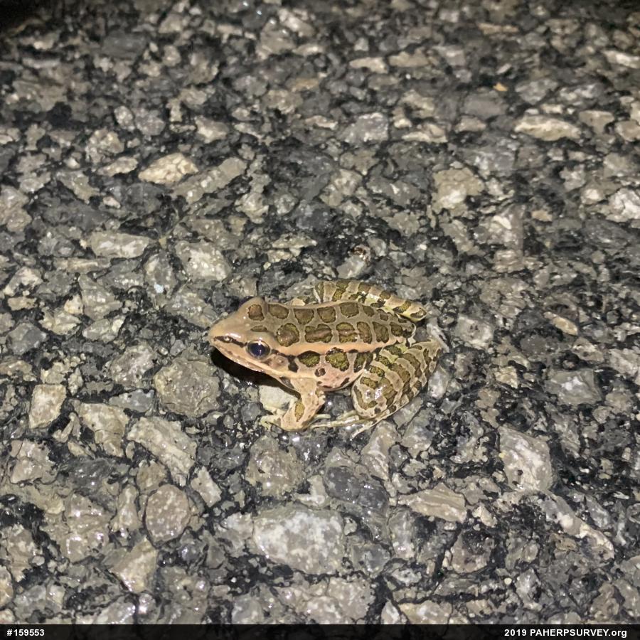 Pickerel Frog