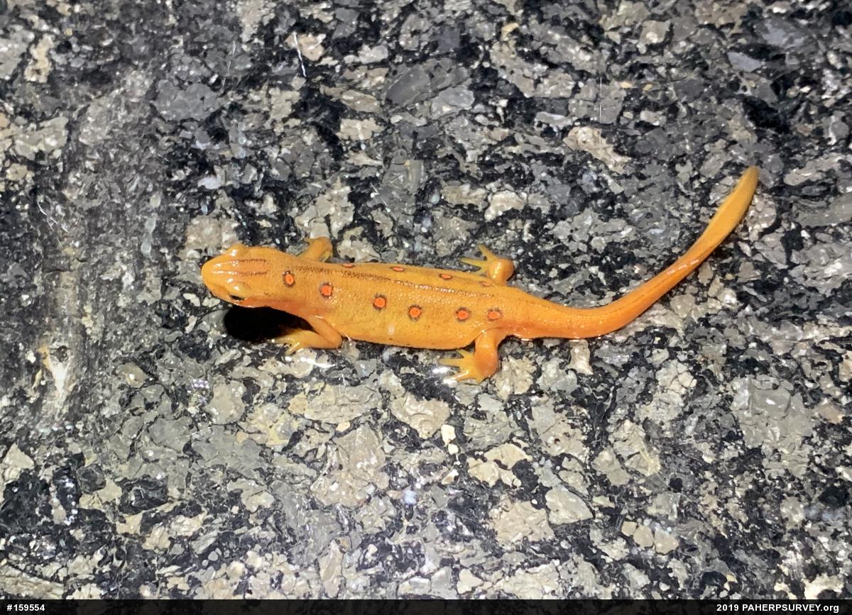 Red-spotted Newt