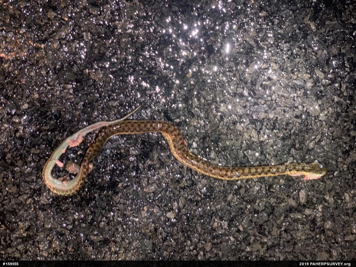 Eastern Gartersnake