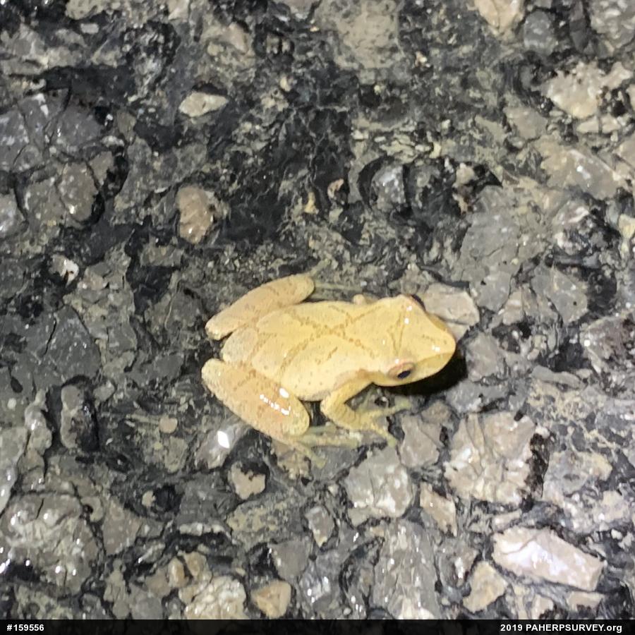 Spring Peeper