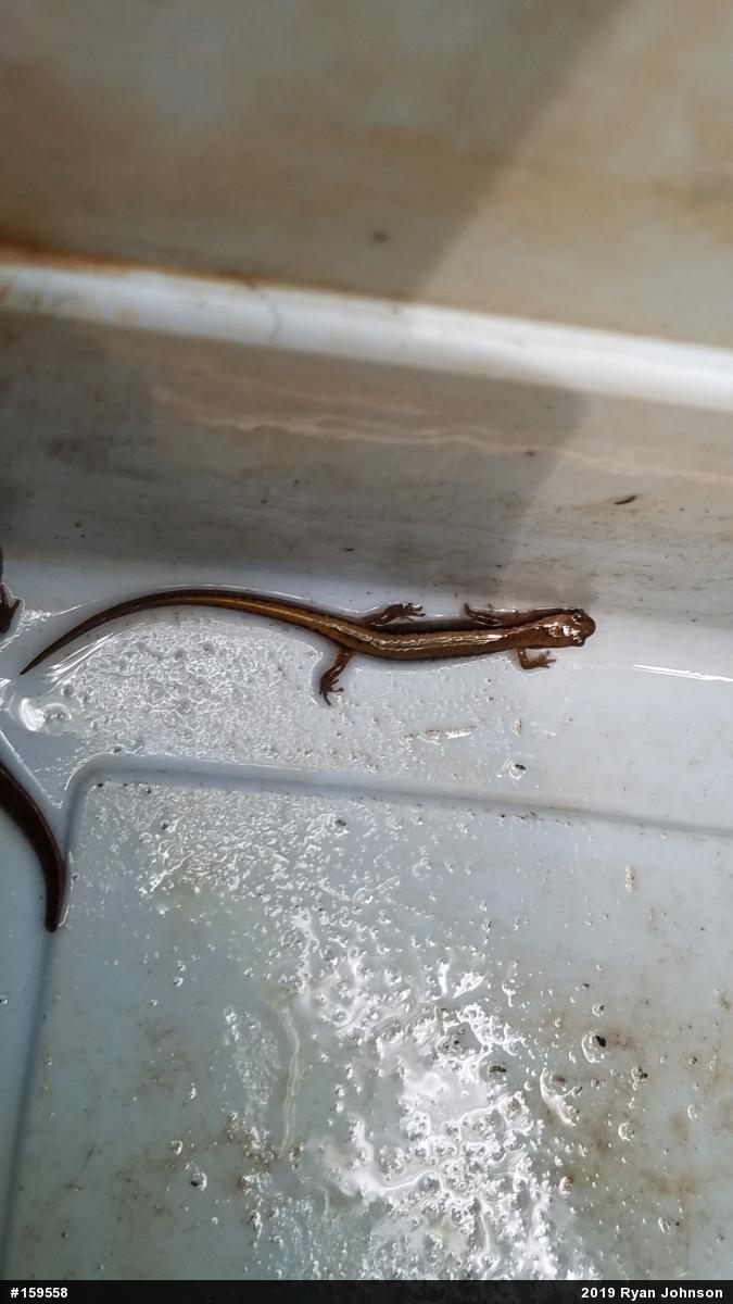 Northern Two-lined Salamander
