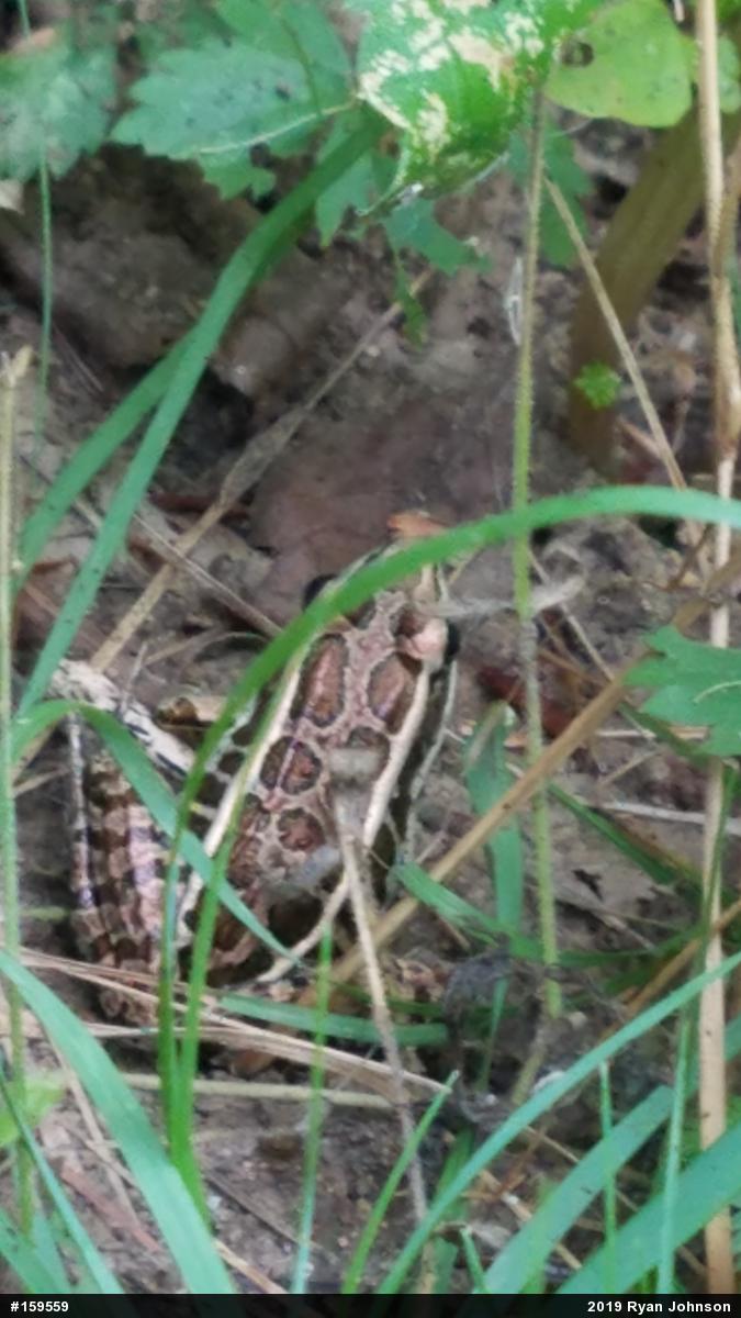 Pickerel Frog