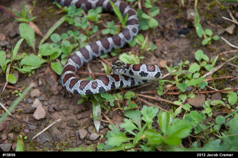 Eastern Milksnake