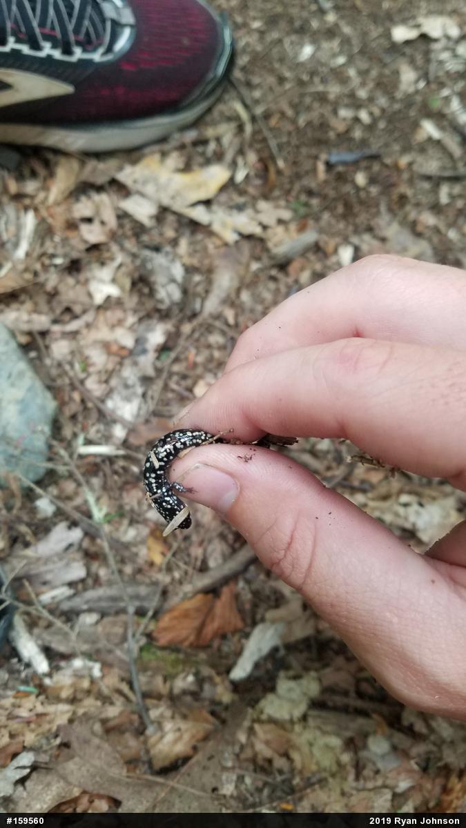 Northern Slimy Salamander