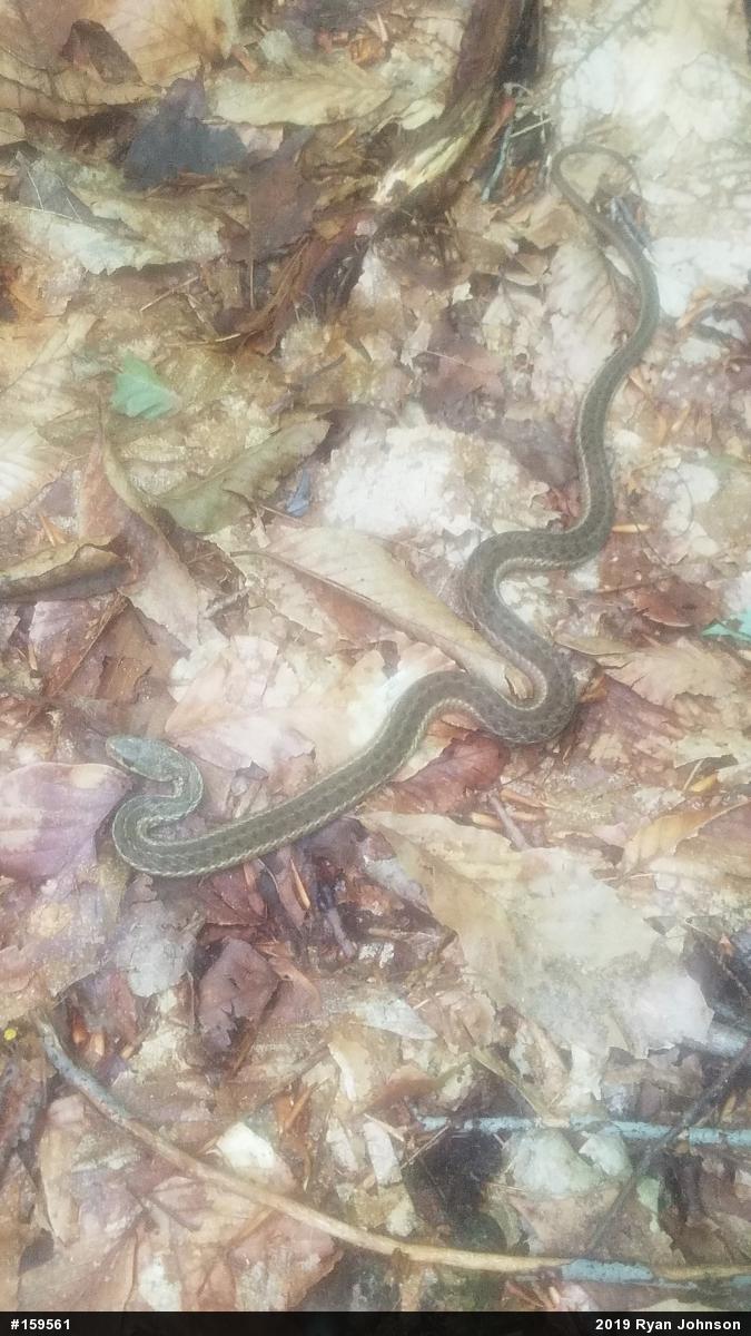 Eastern Gartersnake