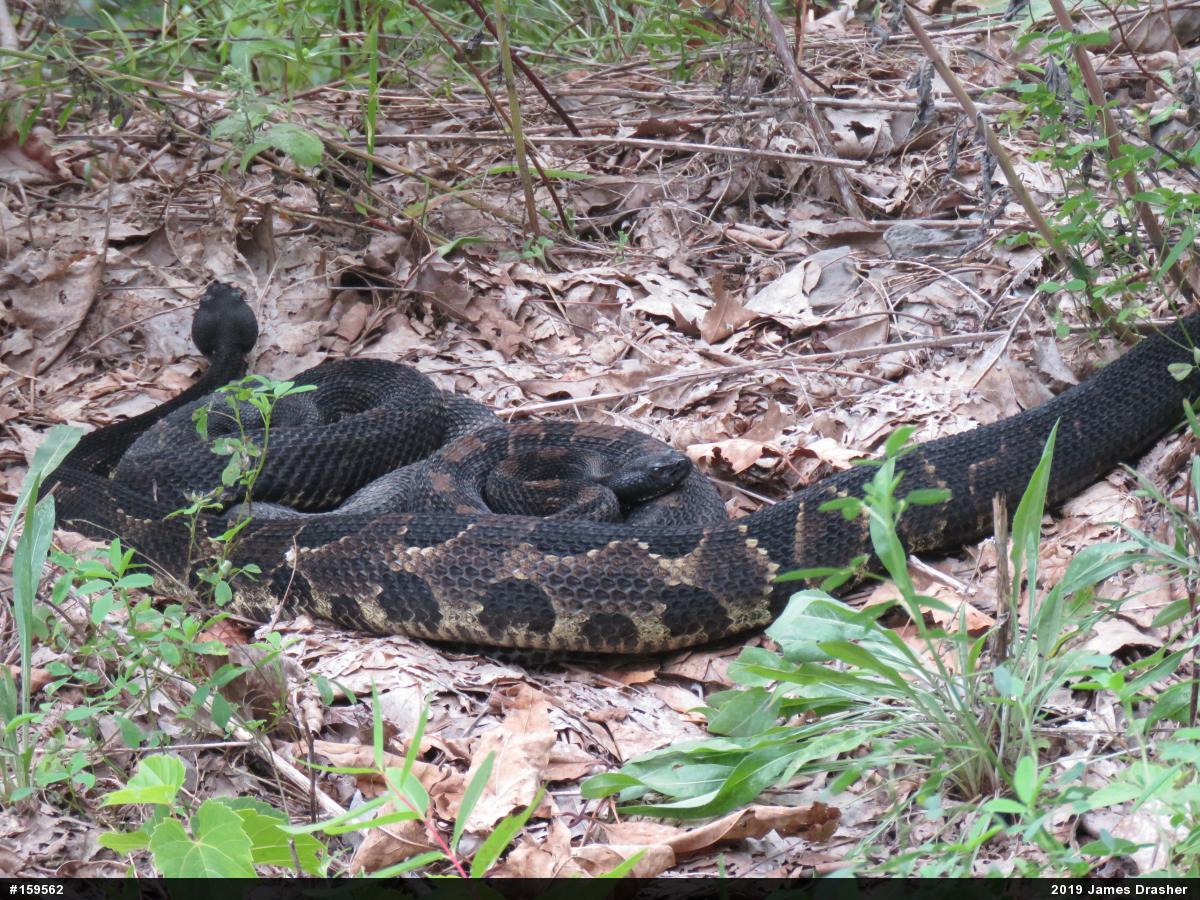 Timber Rattlesnake