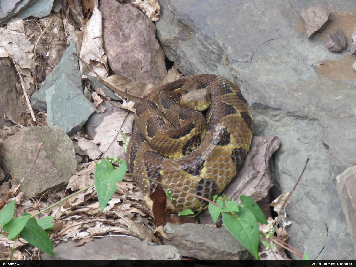 Timber Rattlesnake