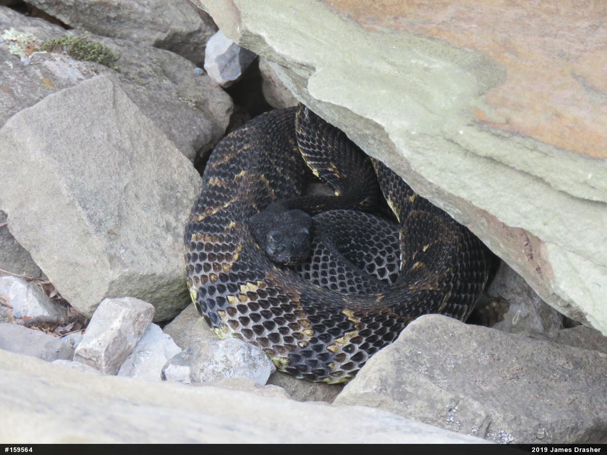 Timber Rattlesnake
