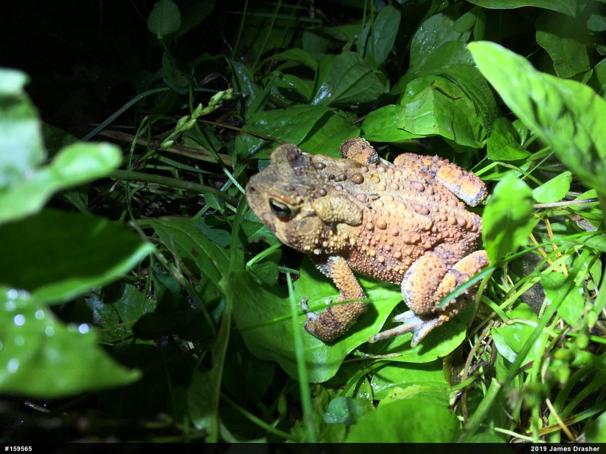 Eastern American Toad