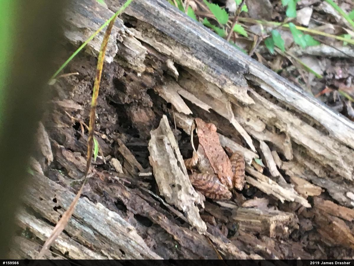 Wood Frog