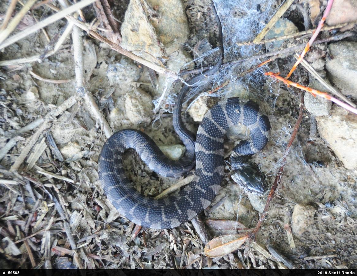 Northern Watersnake