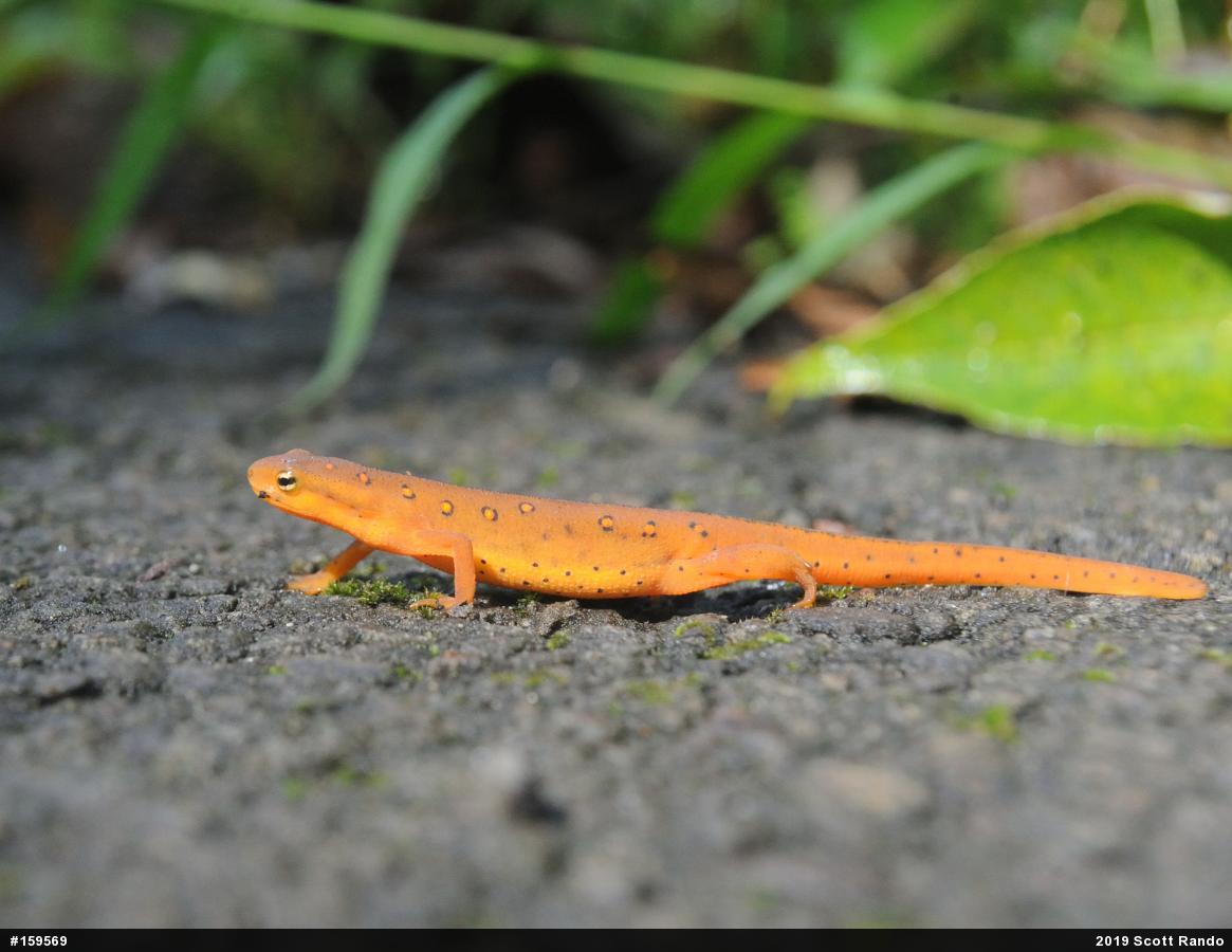 Red-spotted Newt