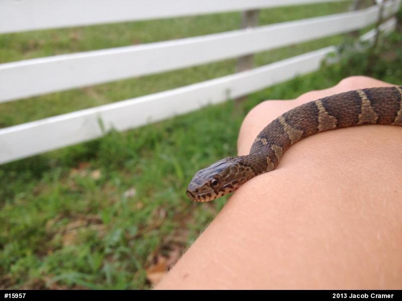 Northern Watersnake