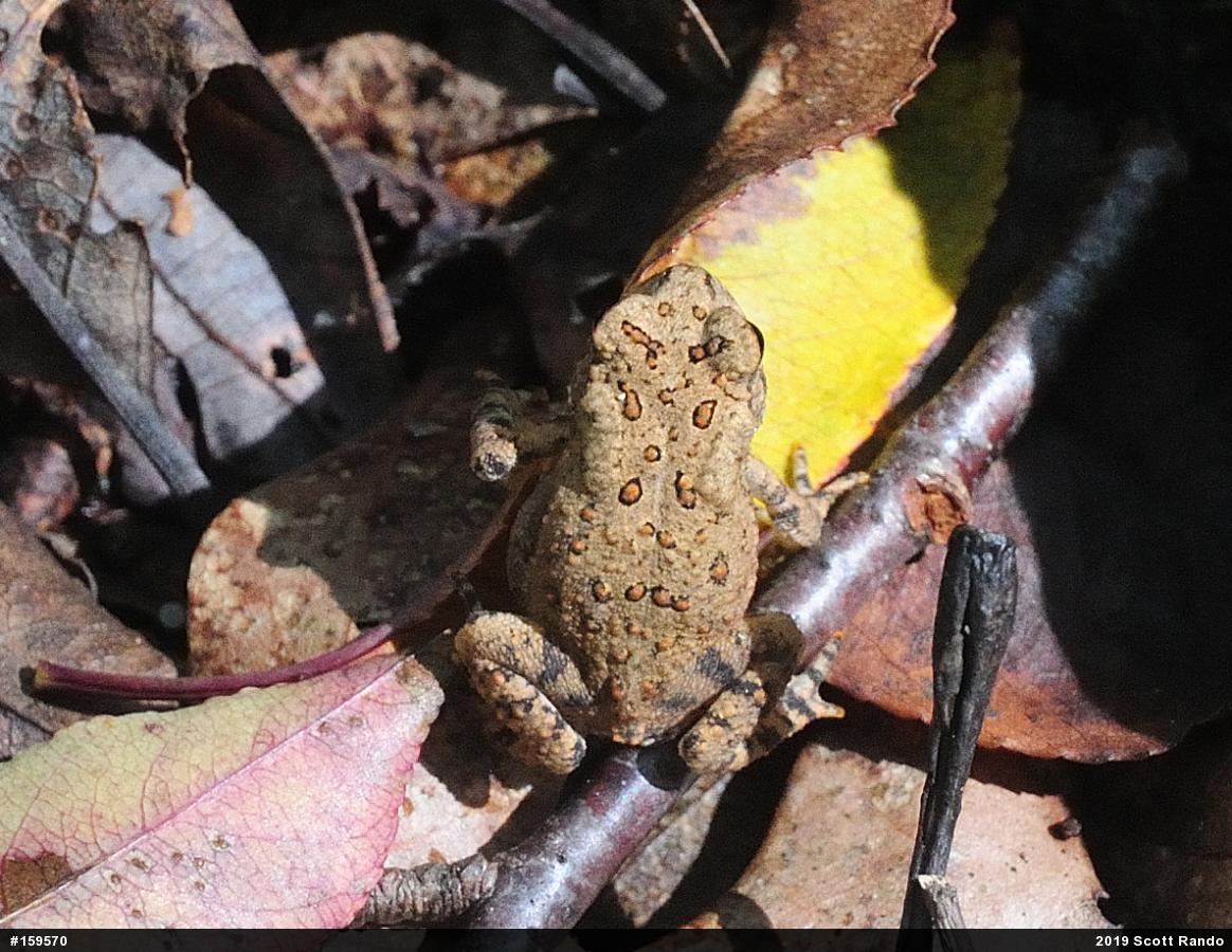 Eastern American Toad