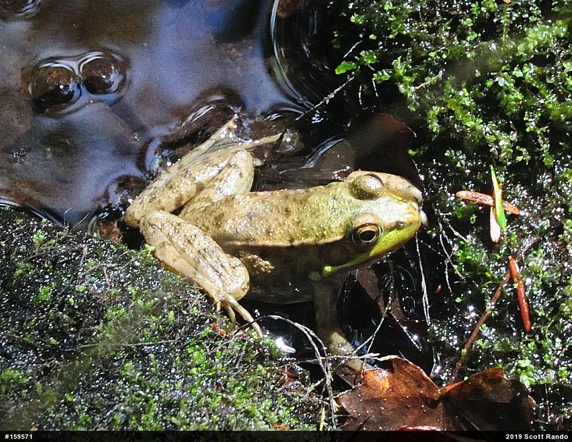 Green Frog