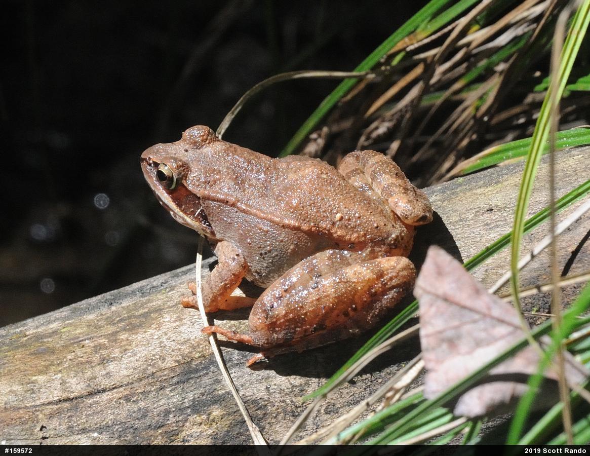 Wood Frog