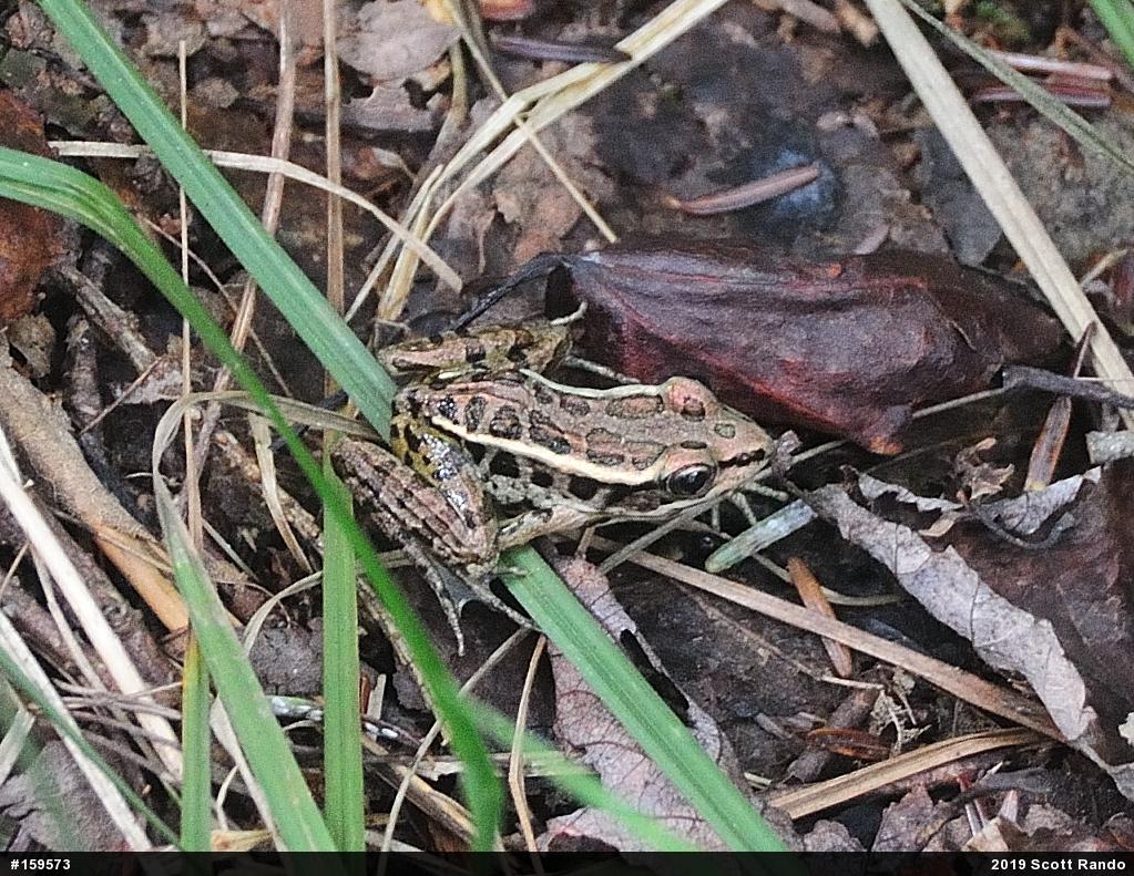 Pickerel Frog