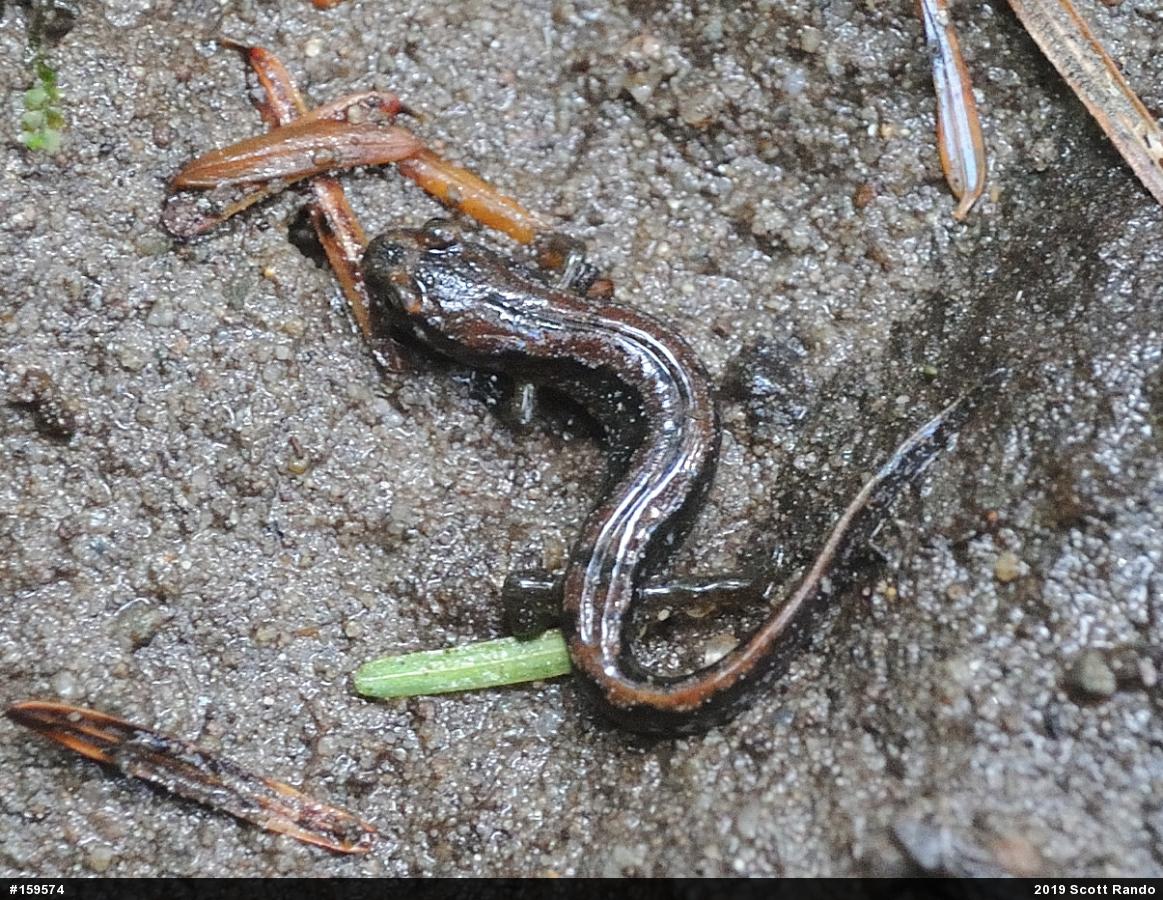 Northern Dusky Salamander